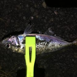 夜中にサビキ釣り